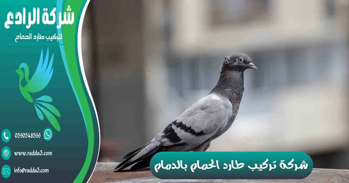شركة تركيب طارد الحمام بالدمام شركة مكافحة الحمام بالدمام تركيب طارد الحمام بالدمام شركة طارد الحمام بالدمام