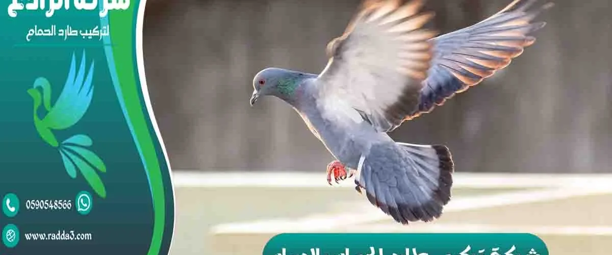 شركة تركيب طارد الحمام بالدمام شركة مكافحة الحمام بالدمام تركيب طارد الحمام بالدمام شركة طارد الحمام بالدمام