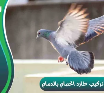 شركة تركيب طارد الحمام بالدمام شركة مكافحة الحمام بالدمام تركيب طارد الحمام بالدمام شركة طارد الحمام بالدمام
