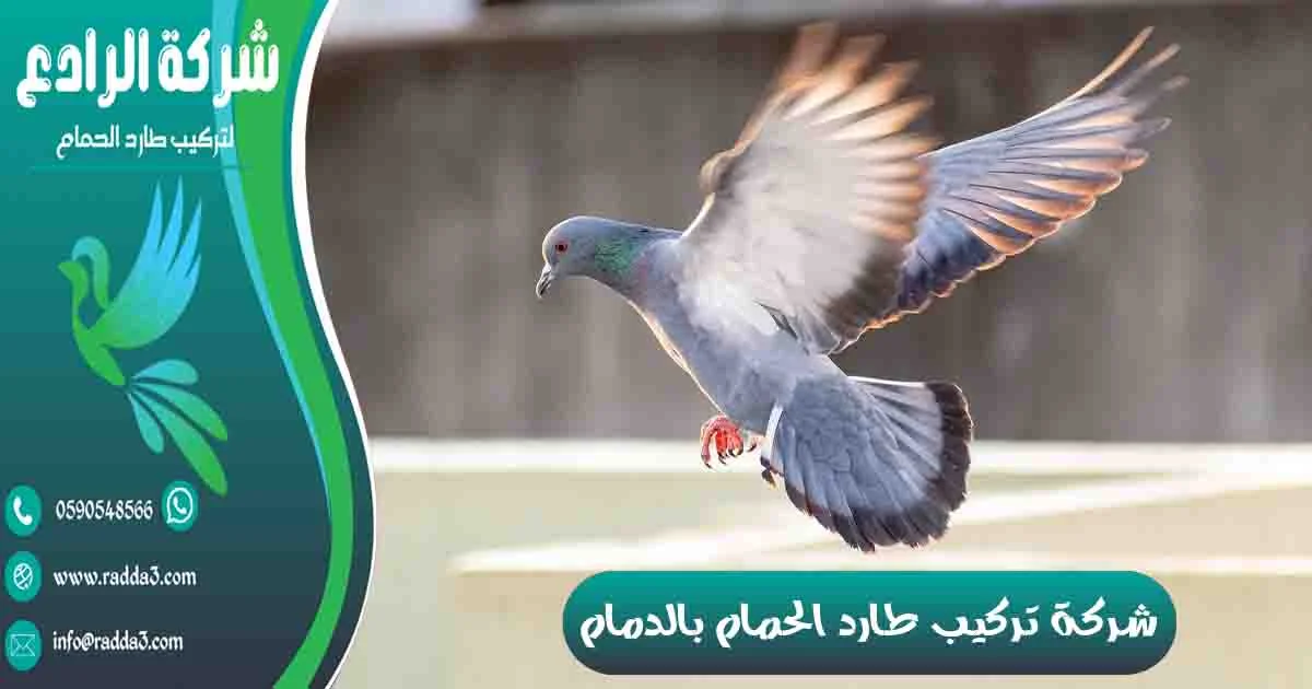 شركة تركيب طارد الحمام بالدمام شركة مكافحة الحمام بالدمام تركيب طارد الحمام بالدمام شركة طارد الحمام بالدمام