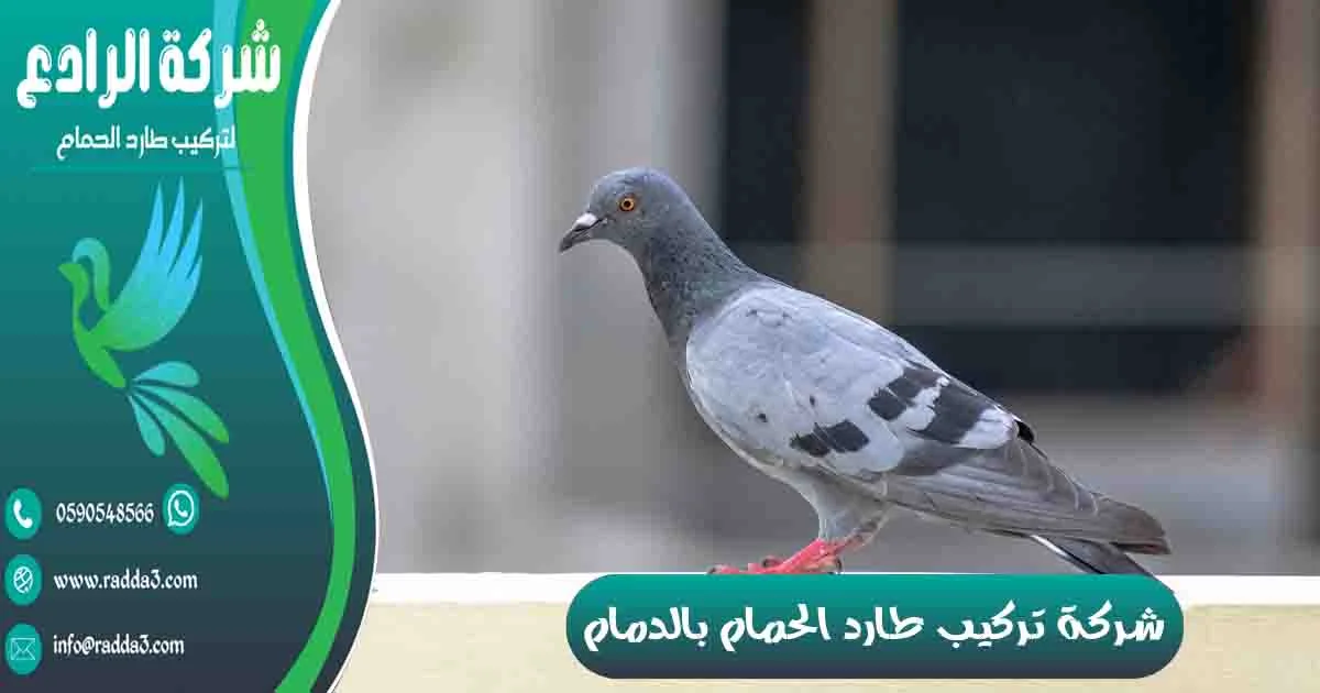 شركة تركيب طارد الحمام بالدمام شركة مكافحة الحمام بالدمام تركيب طارد الحمام بالدمام شركة طارد الحمام بالدمام