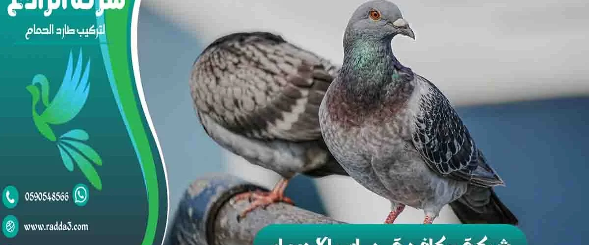 شركة مكافحة حمام بالاحساء شركة تركيب طارد الحمام بالاحساء شركة مكافحة الحمام بالاحساء
