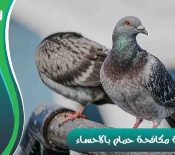 شركة مكافحة حمام بالاحساء شركة تركيب طارد الحمام بالاحساء شركة مكافحة الحمام بالاحساء