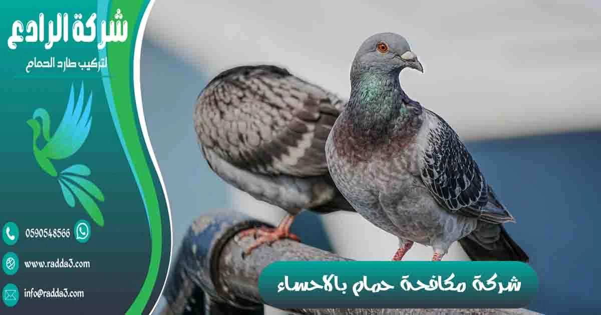 شركة مكافحة حمام بالاحساء شركة تركيب طارد الحمام بالاحساء شركة مكافحة الحمام بالاحساء