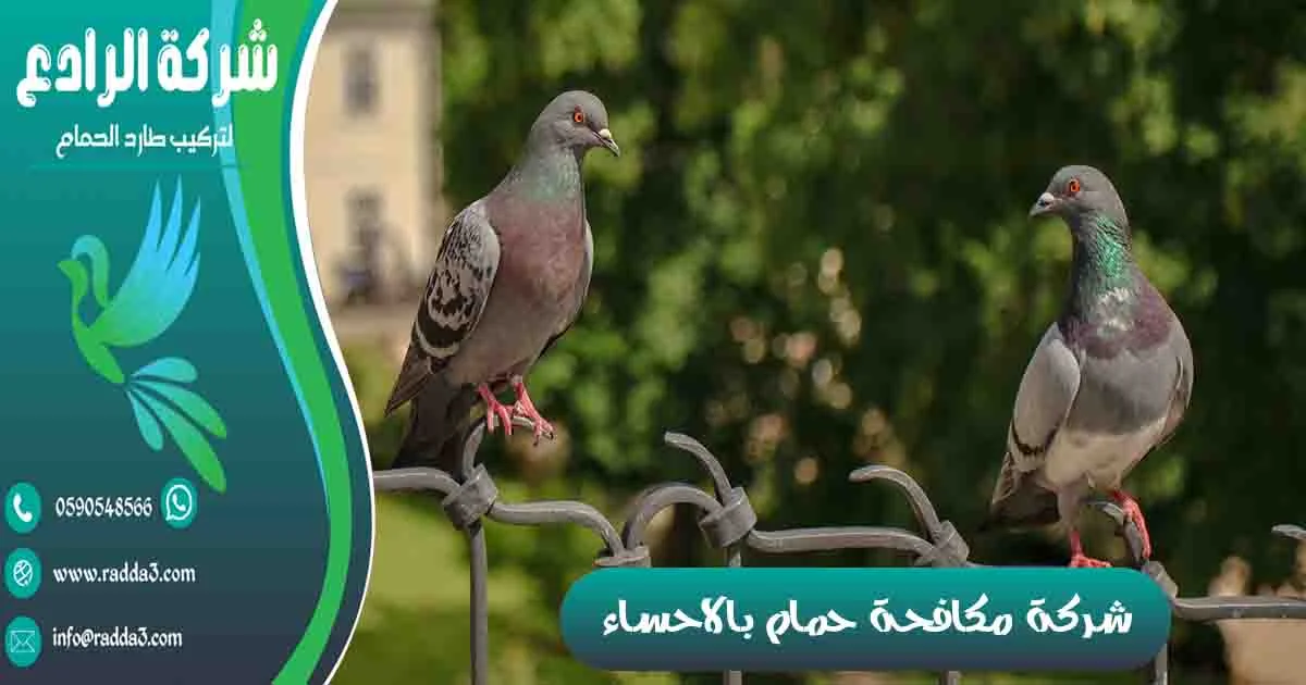 شركة مكافحة حمام بالاحساء شركة تركيب طارد الحمام بالاحساء شركة مكافحة الحمام بالاحساء