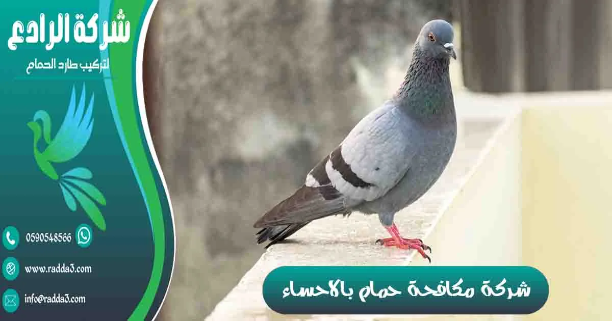شركة مكافحة حمام بالاحساء شركة تركيب طارد الحمام بالاحساء شركة مكافحة الحمام بالاحساء