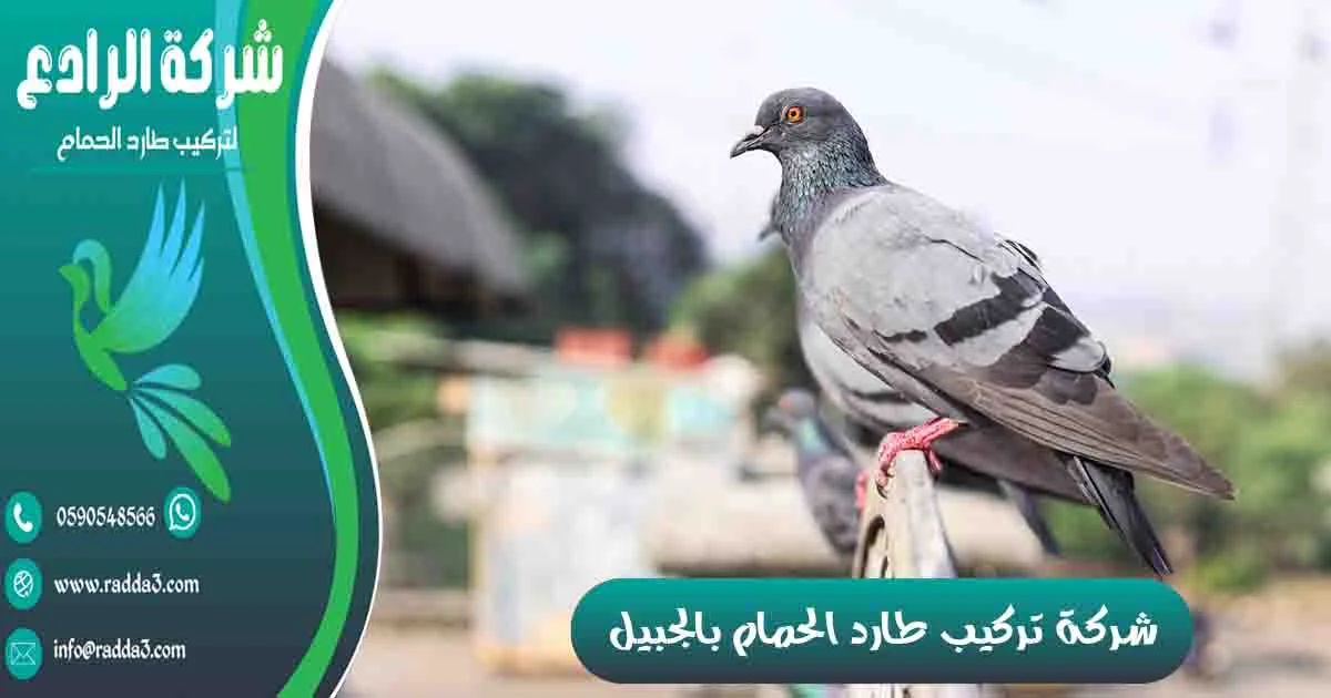شركة تركيب طارد الحمام بالجبيل شركة مكافحة الحمام بالجبيل