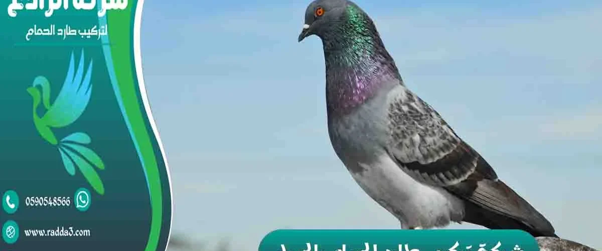 شركة تركيب طارد الحمام بالجبيل شركة مكافحة الحمام بالجبيل