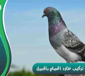 شركة تركيب طارد الحمام بالجبيل شركة مكافحة الحمام بالجبيل