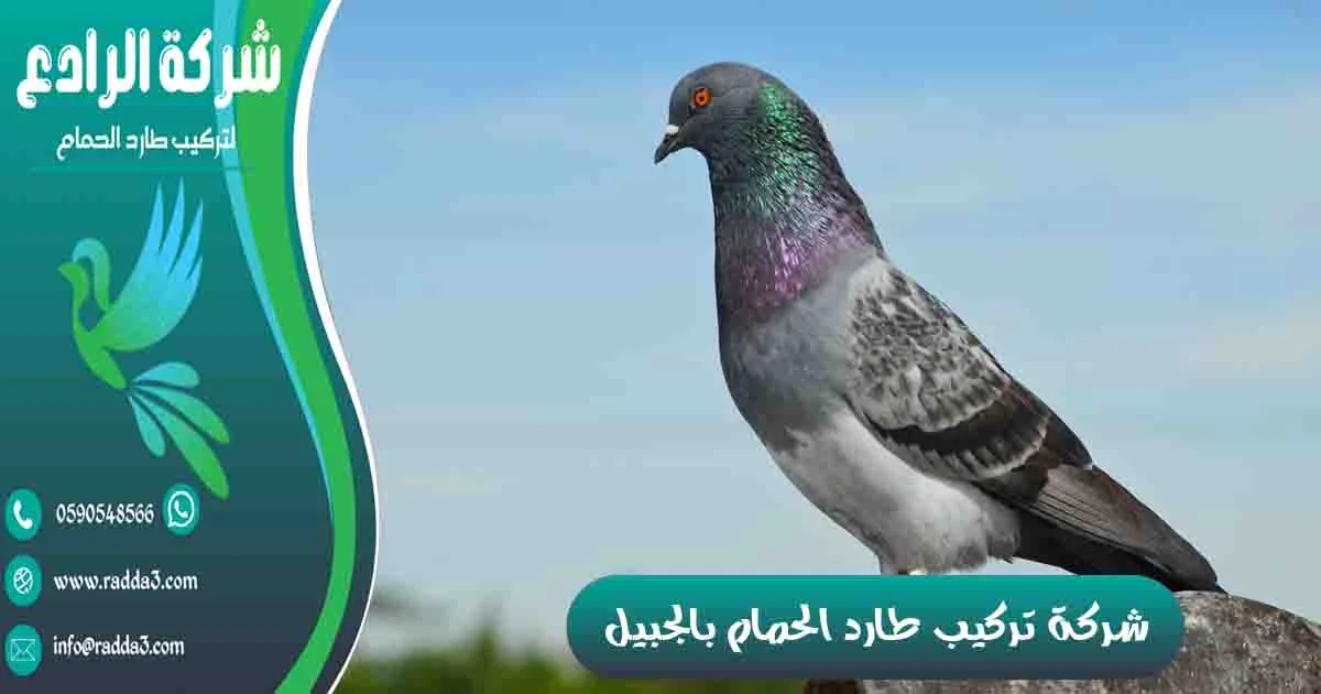 شركة تركيب طارد الحمام بالجبيل شركة مكافحة الحمام بالجبيل
