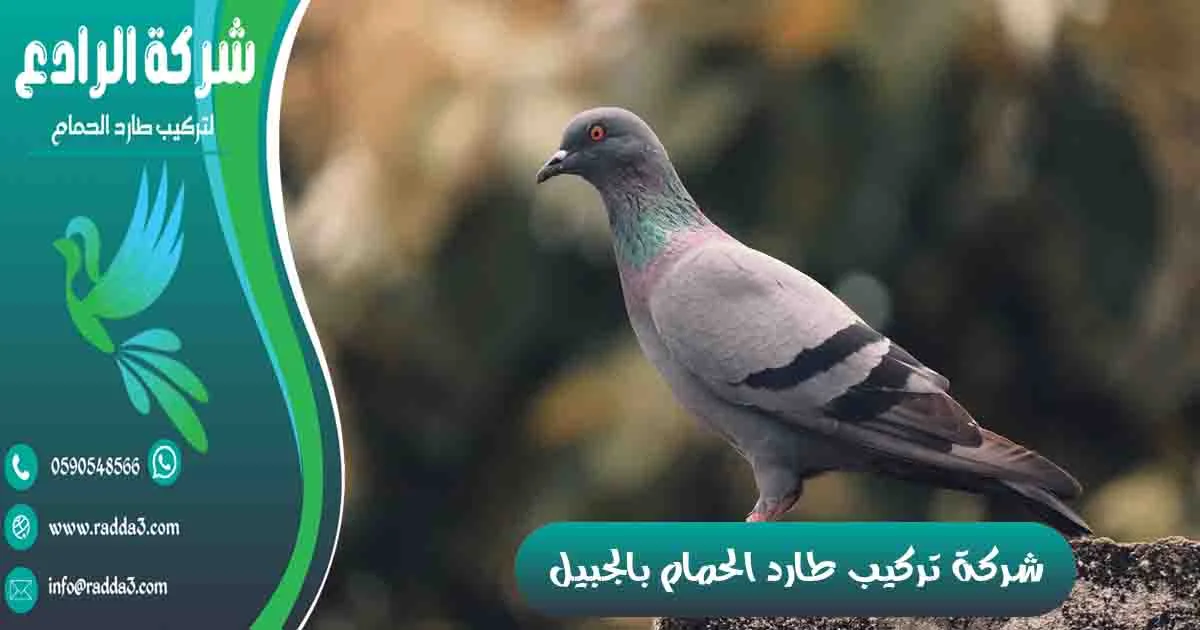 شركة تركيب طارد الحمام بالجبيل شركة مكافحة الحمام بالجبيل