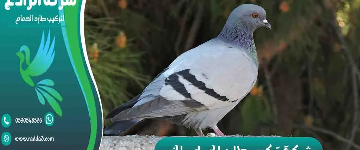 شركة تركيب طارد الحمام بالخبر شركة مكافحة الحمام بالخبر تركيب طارد الحمام بالخبر