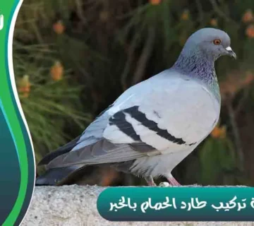 شركة تركيب طارد الحمام بالخبر شركة مكافحة الحمام بالخبر تركيب طارد الحمام بالخبر