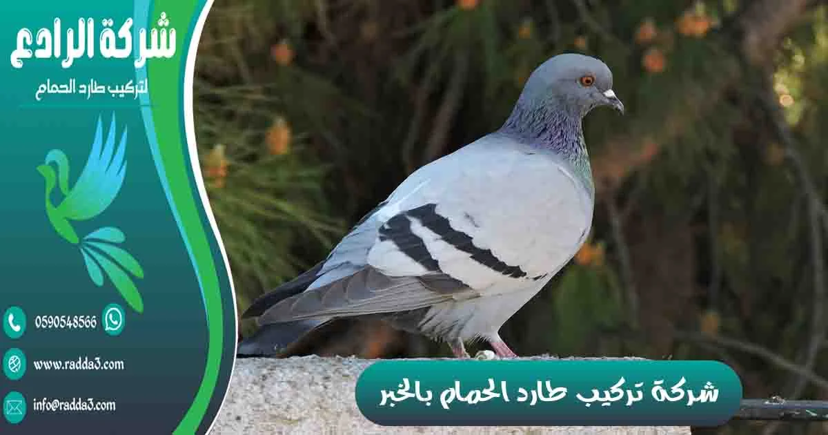 شركة تركيب طارد الحمام بالخبر شركة مكافحة الحمام بالخبر تركيب طارد الحمام بالخبر