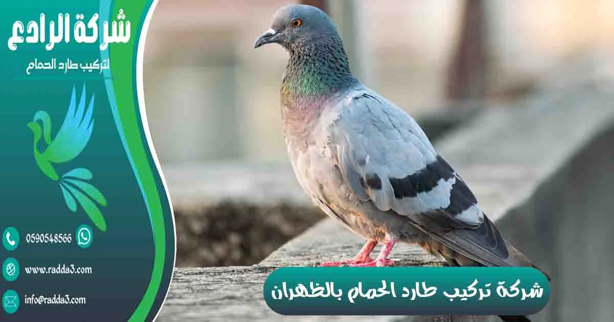 شركة تركيب طارد الحمام بالظهران شركة مكافحة الحمام بالظهران