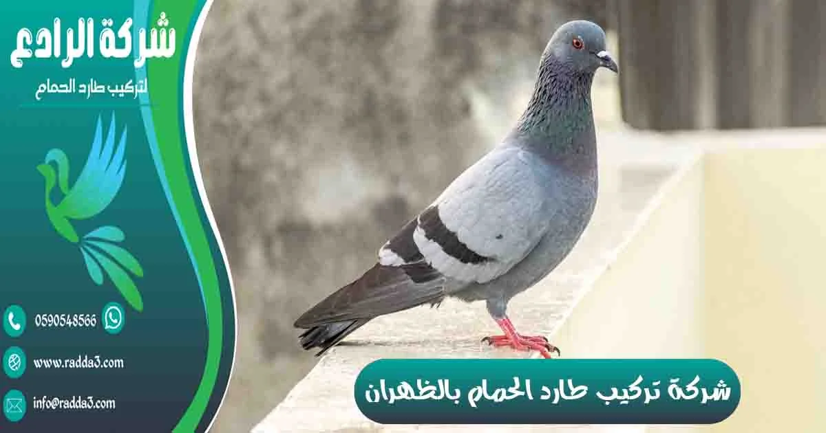شركة تركيب طارد الحمام بالظهران شركة مكافحة الحمام بالظهران
