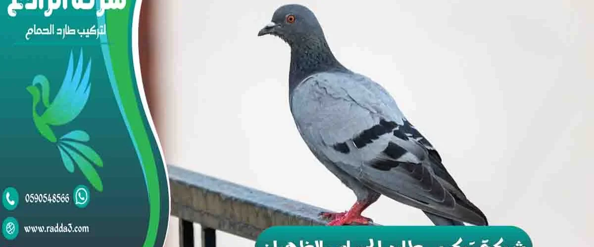 شركة تركيب طارد الحمام بالظهران شركة مكافحة الحمام بالظهران