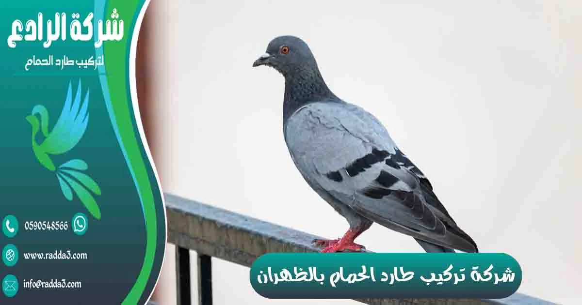 شركة تركيب طارد الحمام بالظهران شركة مكافحة الحمام بالظهران