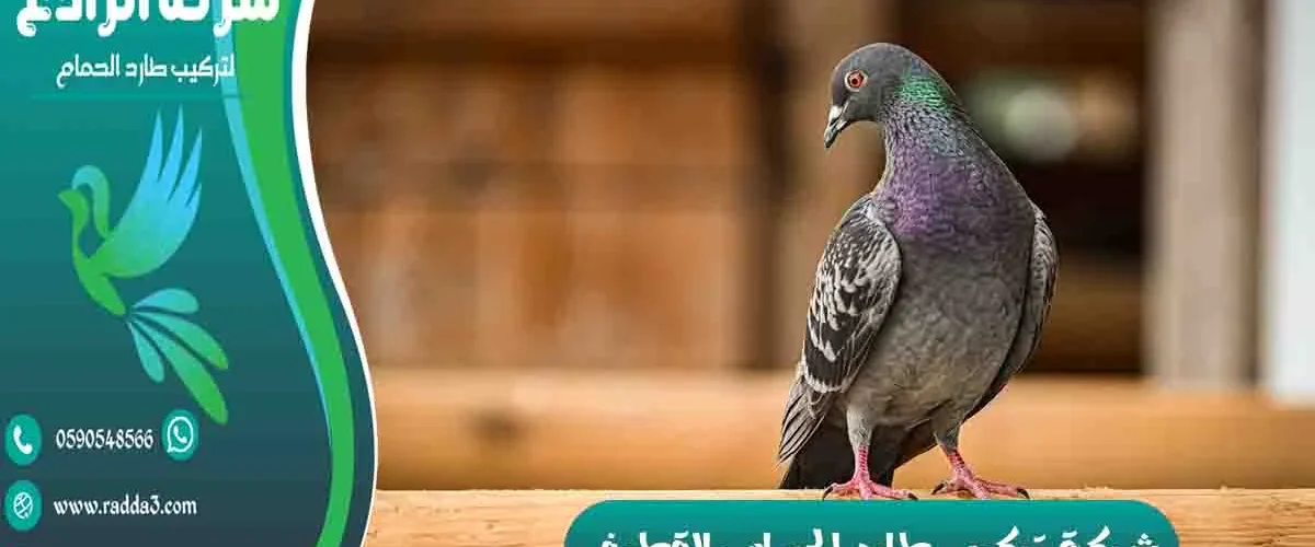شركة تركيب طارد الحمام بالقطيف شركة مكافحة الحمام بالقطيف