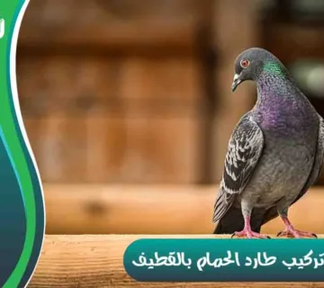 شركة تركيب طارد الحمام بالقطيف شركة مكافحة الحمام بالقطيف