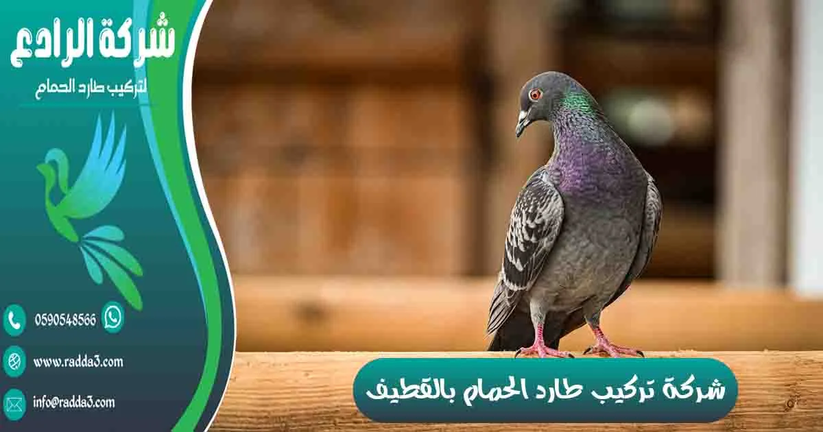 شركة تركيب طارد الحمام بالقطيف شركة مكافحة الحمام بالقطيف