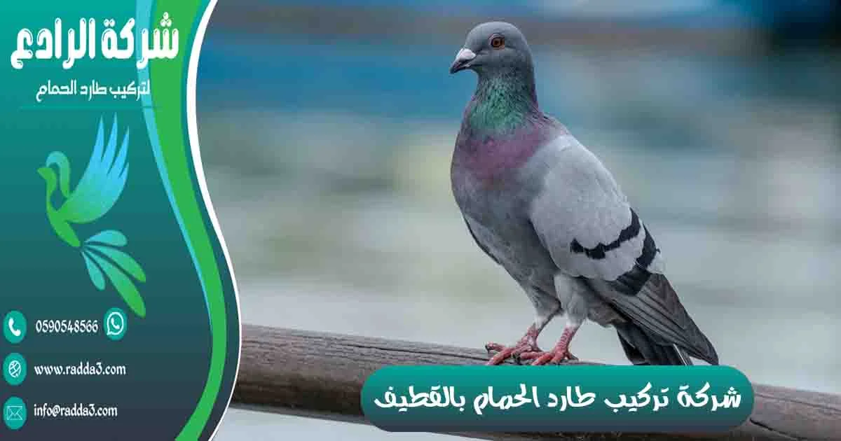 شركة تركيب طارد الحمام بالقطيف شركة مكافحة الحمام بالقطيف