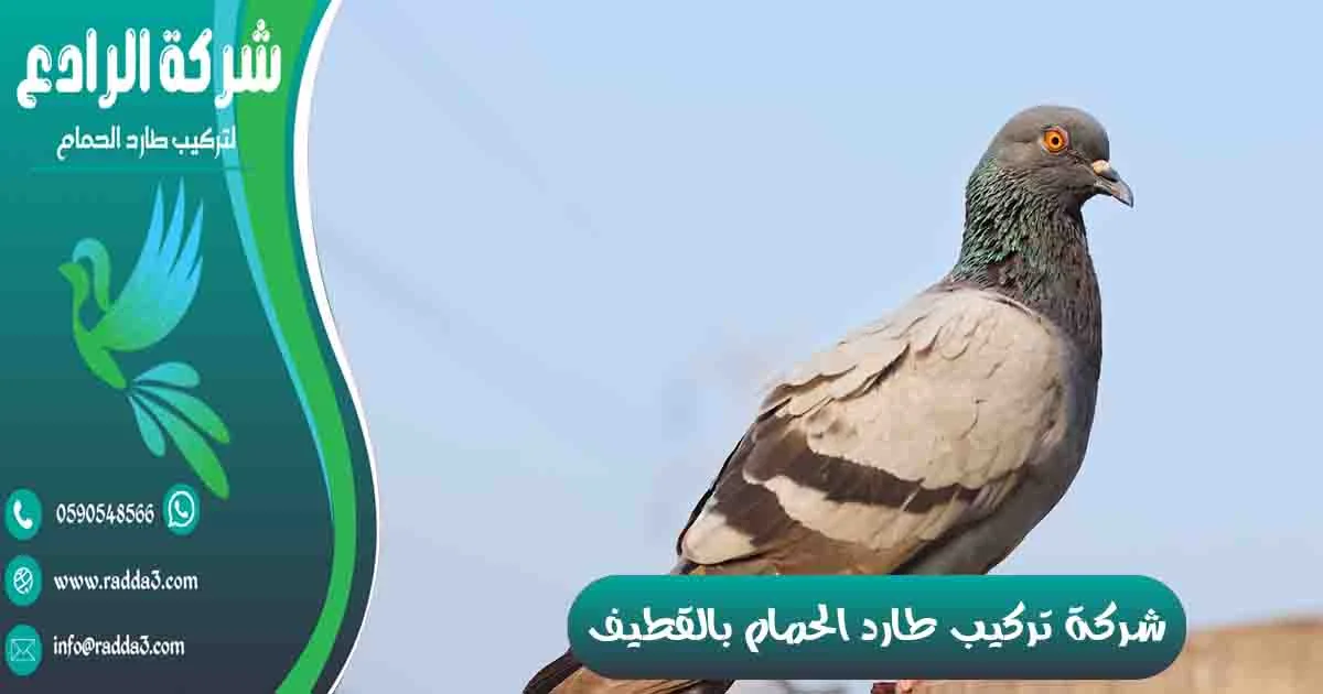شركة تركيب طارد الحمام بالقطيف شركة مكافحة الحمام بالقطيف