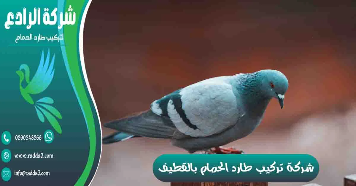 شركة تركيب طارد الحمام بالقطيف شركة مكافحة الحمام بالقطيف