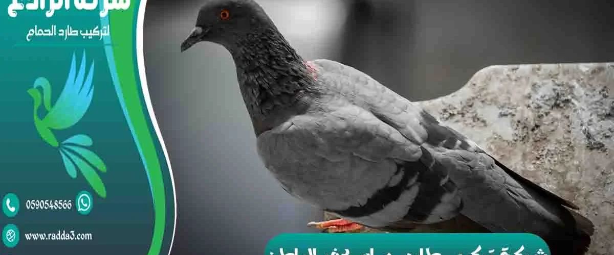 شركة تركيب طارد حمام بحفر الباطن