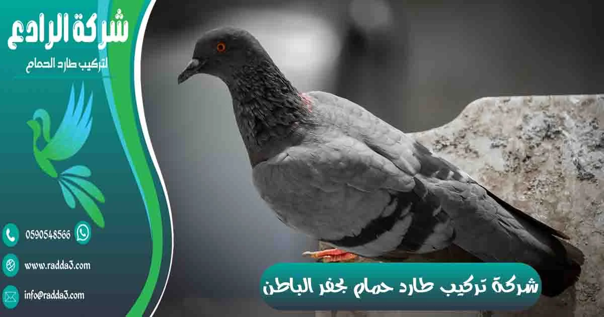 شركة تركيب طارد حمام بحفر الباطن