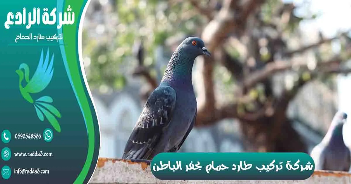 شركة تركيب طارد حمام بحفر الباطن