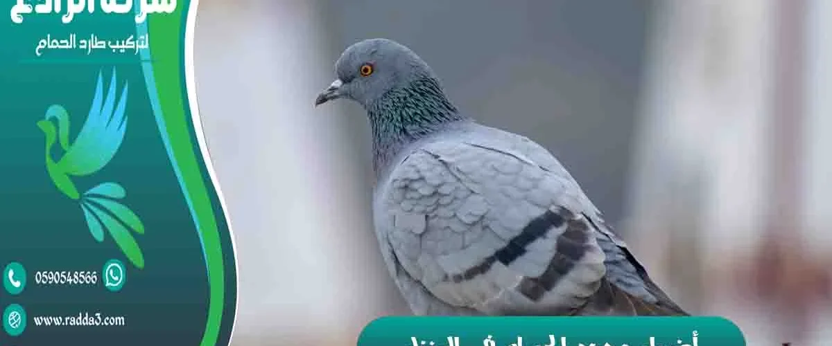 أضرار وجود الحمام في المنزل