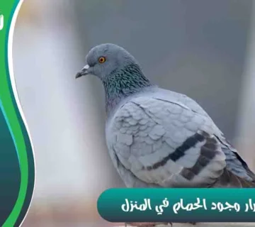 أضرار وجود الحمام في المنزل
