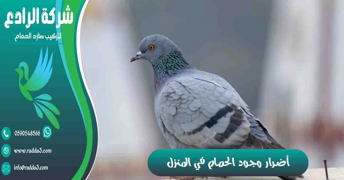 أضرار وجود الحمام في المنزل