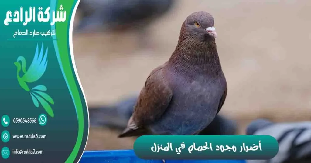 أضرار وجود الحمام في المنزل