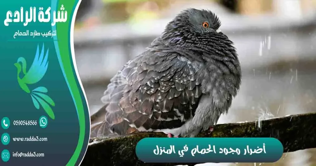 أضرار وجود الحمام في المنزل