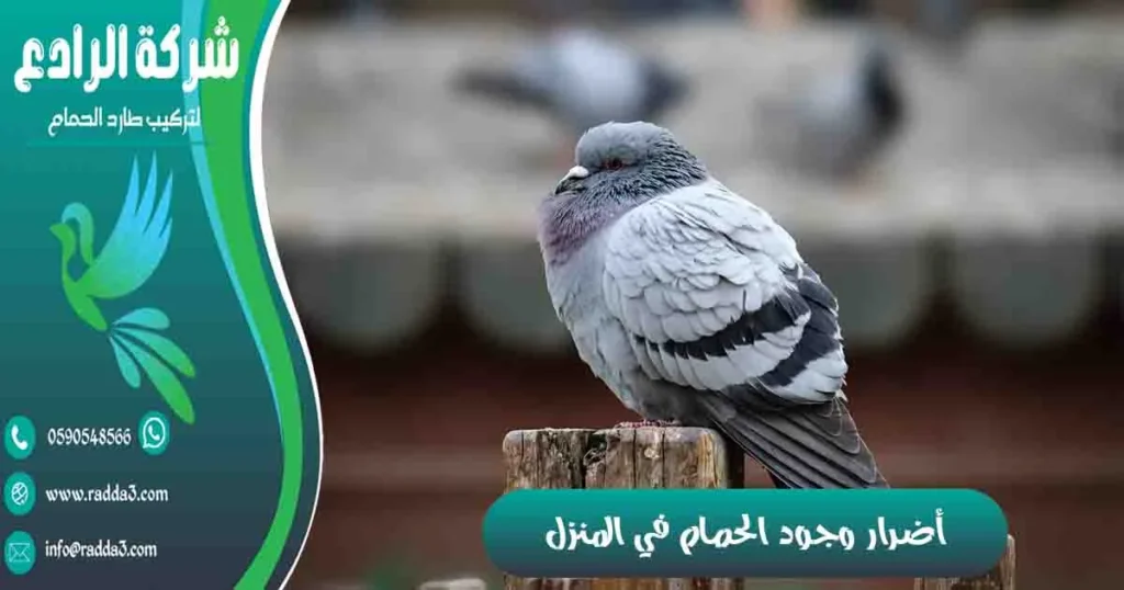 أضرار وجود الحمام في المنزل