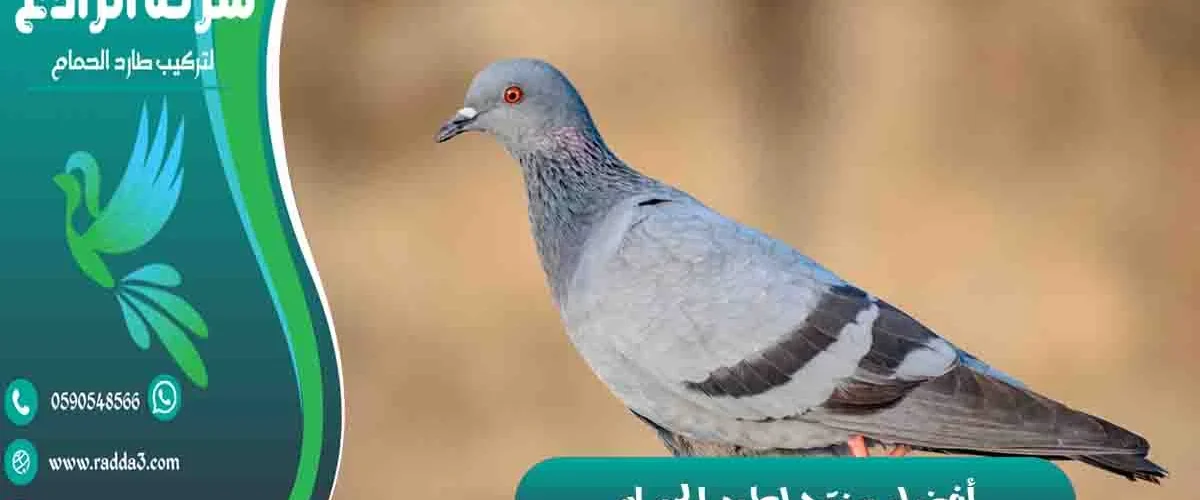 أفضل منتج لطرد الحمام مادة لطرد الحمام