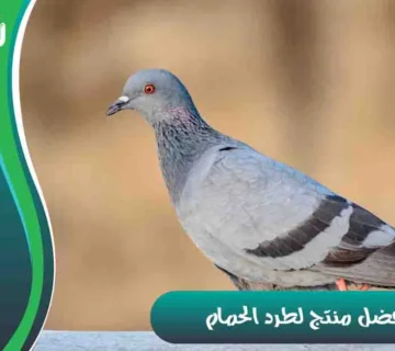 أفضل منتج لطرد الحمام مادة لطرد الحمام