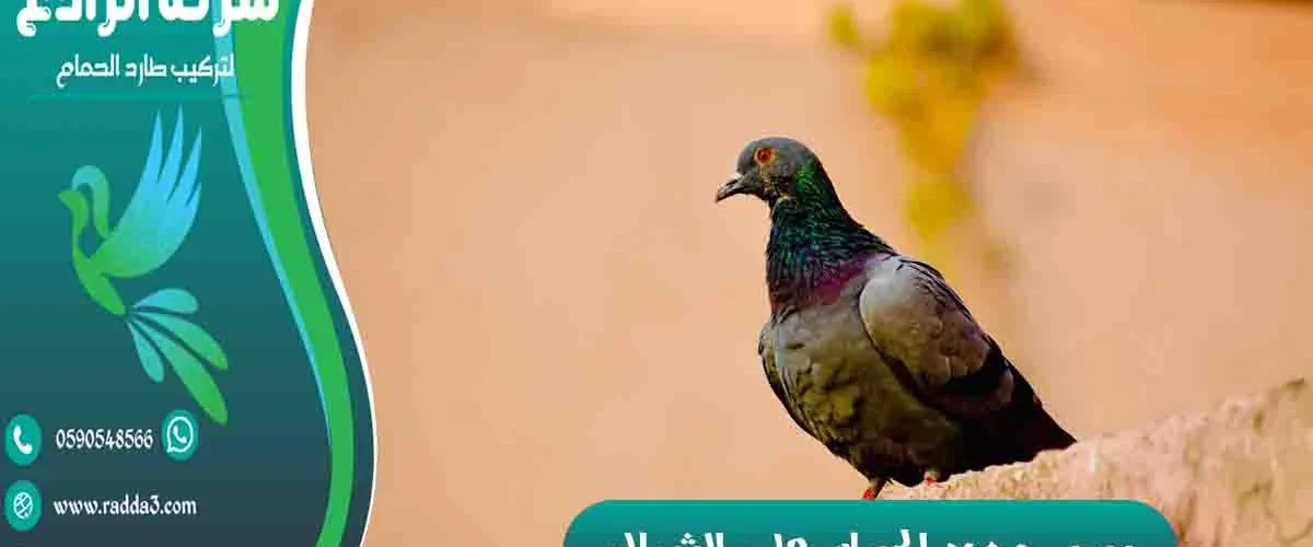 سبب وجود الحمام على الشباك وجود الحمام على الشباك على ماذا يدل وجود عش الحمام على الشباك؟ وجود حمامة على شباك البيت