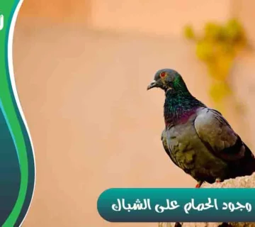 سبب وجود الحمام على الشباك وجود الحمام على الشباك على ماذا يدل وجود عش الحمام على الشباك؟ وجود حمامة على شباك البيت