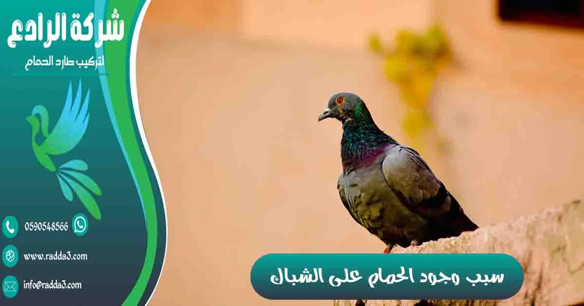 سبب وجود الحمام على الشباك وجود الحمام على الشباك على ماذا يدل وجود عش الحمام على الشباك؟ وجود حمامة على شباك البيت