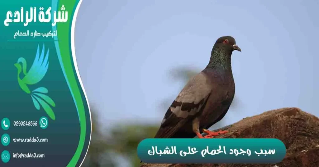 سبب وجود الحمام على الشباك
وجود الحمام على الشباك
على ماذا يدل وجود عش الحمام على الشباك؟
وجود حمامة على شباك البيت